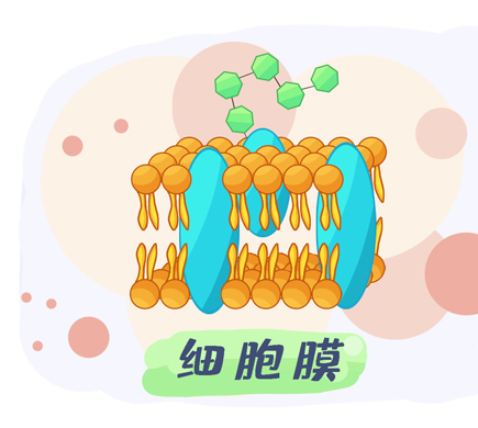 乳腺癌化疗期间吃什么好？图腾益生指出脆弱拟杆菌BF839如何干预乳腺癌？